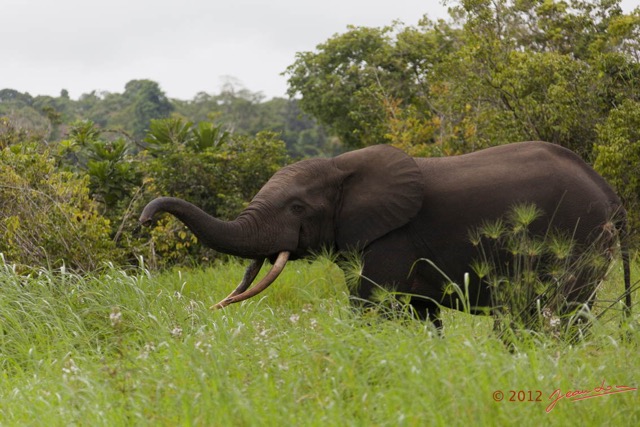 152 LOANGO Inyoungou Riviere Elephant Loxodonta africana cyclotis Solitaire 12E5K2IMG_79266wtmk.jpg